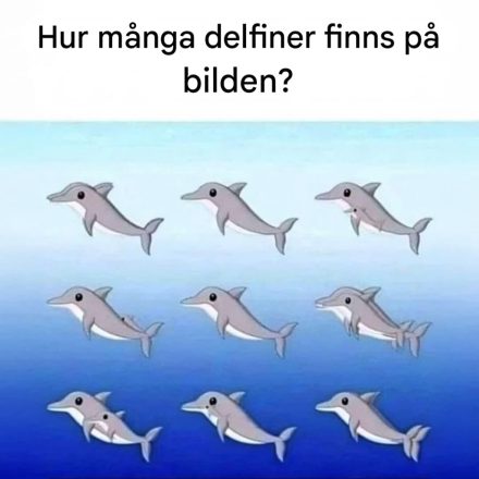 Hvor mange delfiner ser du på bildet?