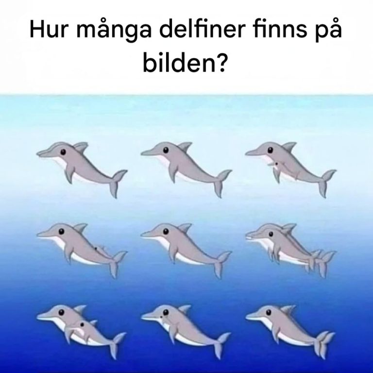 Hvor mange delfiner ser du på bildet?