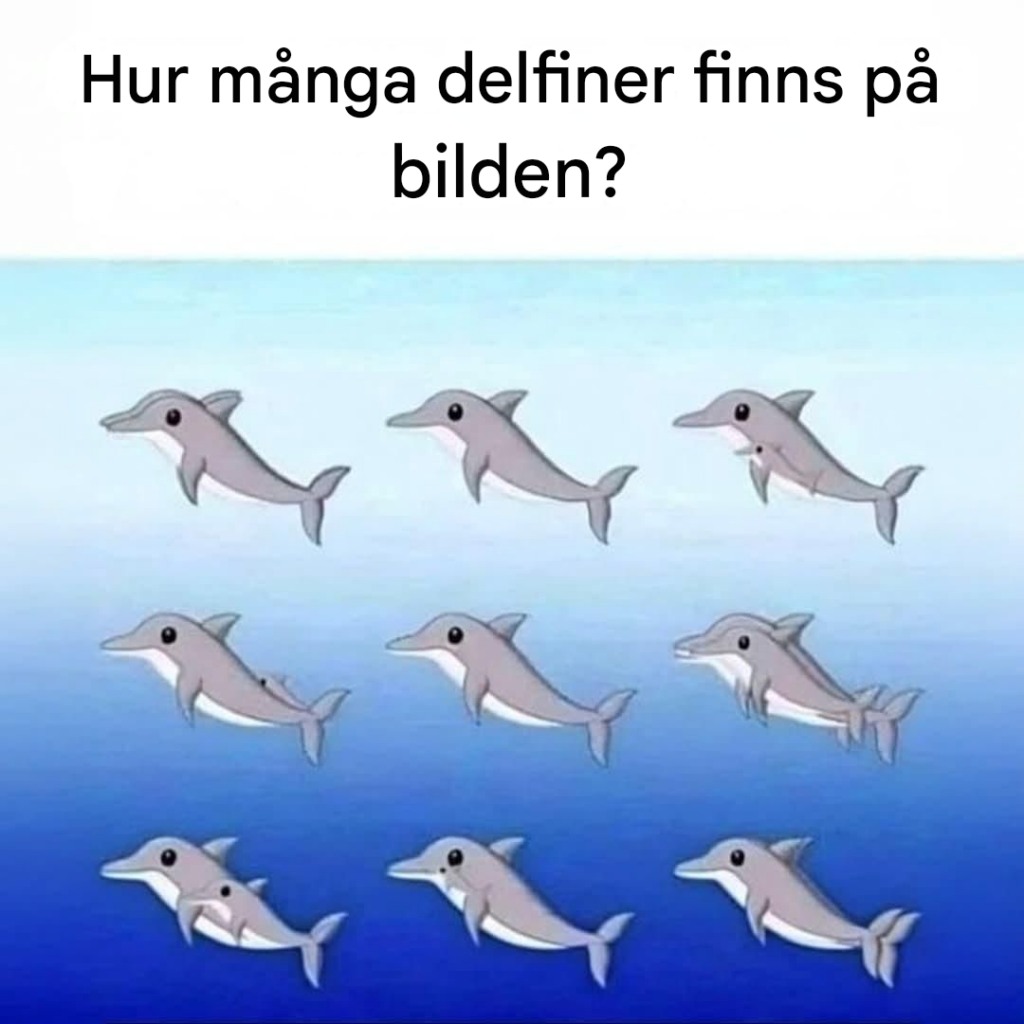 Hvor mange delfiner ser du på bildet?