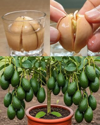 7 hemmeligheter for å dyrke avokado og oppnå store avlinger raskt