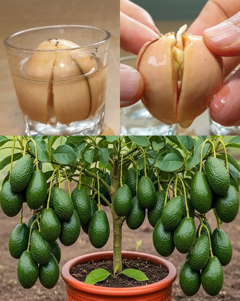 7 hemmeligheter for å dyrke avokado og oppnå store avlinger raskt