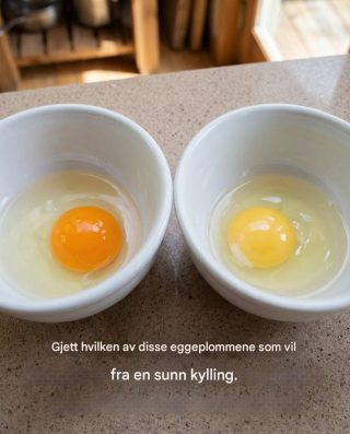 Gjett hvilken av disse eggeplommene som kommer fra en sunn kylling.